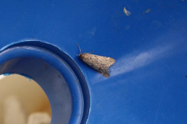 Alsophila aescularia - vadgesztenye-araszoló