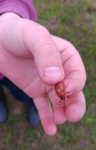 Holochelus aequinoctialis - tavaszeleji cserebogár