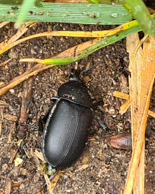 Ablattaria laevigata - sima csigarabló