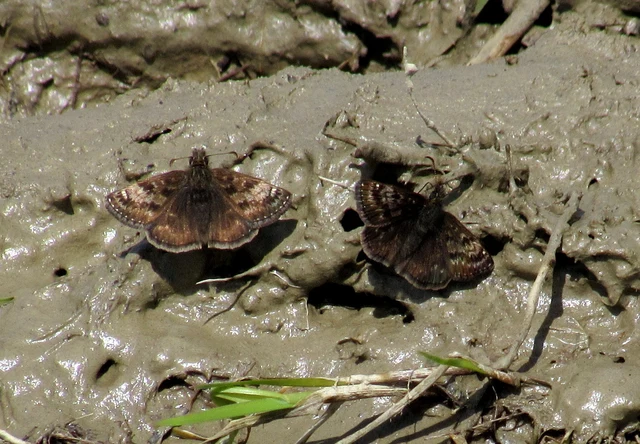 Erynnis tages - cigánylepke