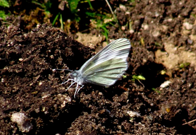 Leptidea sinapis - mustárlepke