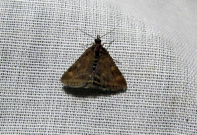 Pyrausta despicata - réti bíbormoly