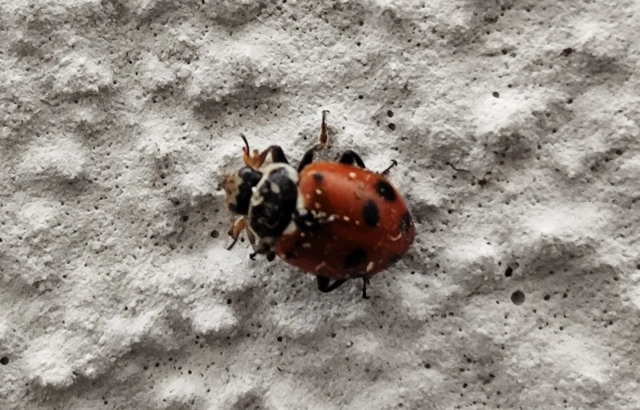 Hippodamia variegata - tizenhárompettyes katica