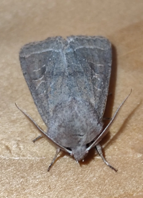 Orthosia cerasi - közepes barkabagoly