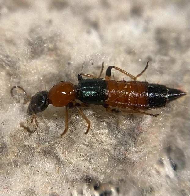Paederus littoralis - réti partiholyva
