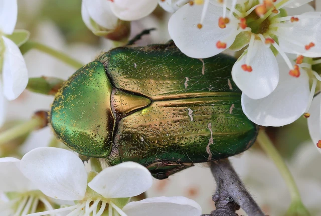 Cetonia aurata - aranyos virágbogár
