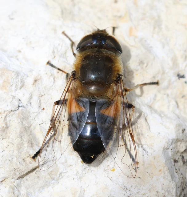 Eristalis