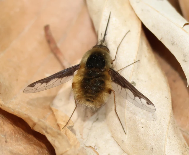 Bombylius major - szegélyes pöszörlégy