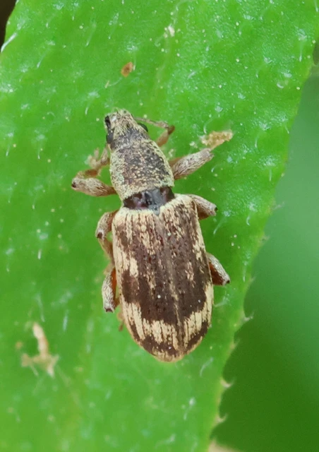 Polydrusus tereticollis - szalagos lombormányos