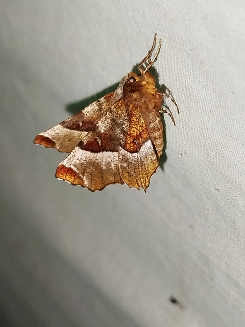 Selenia tetralunaria - négyfoltos holdasaraszoló