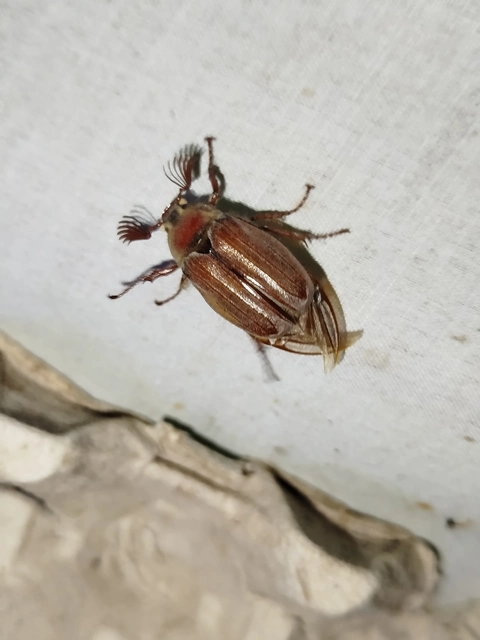 Melolontha hippocastani - erdei cserebogár