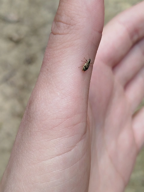 Polydrusus tereticollis - szalagos lombormányos