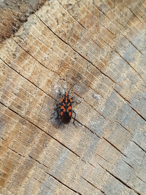 Spilostethus saxatilis - virágbodobács
