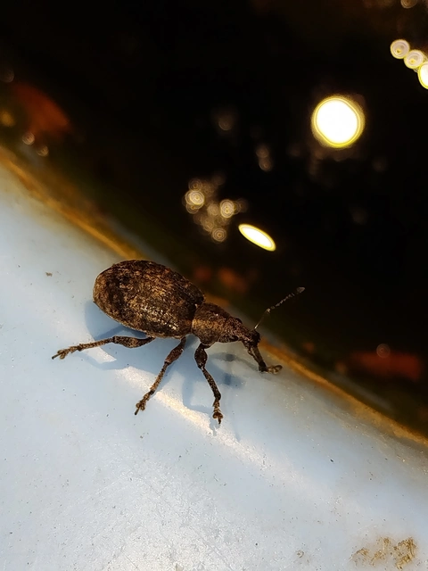 Liophloeus tessulatus - kockás barabolyormányos