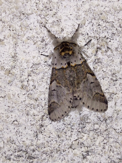 Furcula bifida - kis púposszövő
