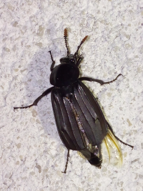 Necrodes littoralis - nagy dögbogár
