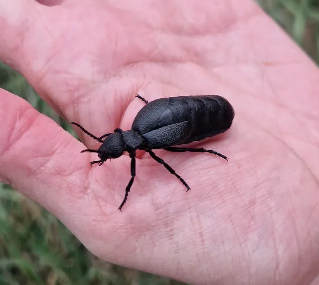 Meloe cicatricosus - óriásnünüke