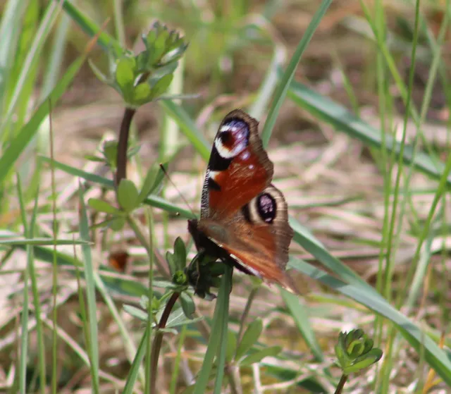 Nymphalis io - nappali pávaszem