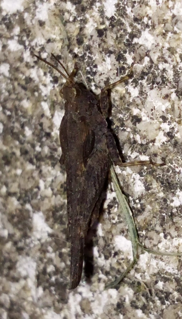 Tetrix subulata - közönséges tövishátúsáska