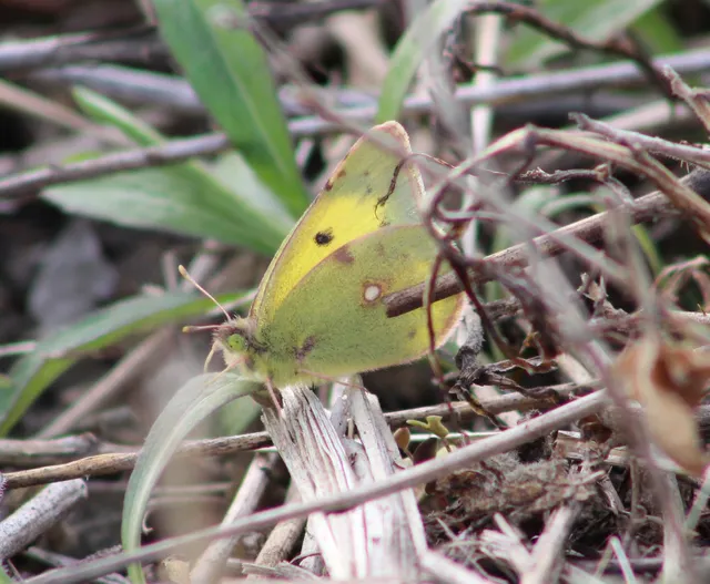 Colias erate - csángó-kéneslepke