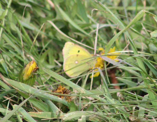 Colias erate - csángó-kéneslepke