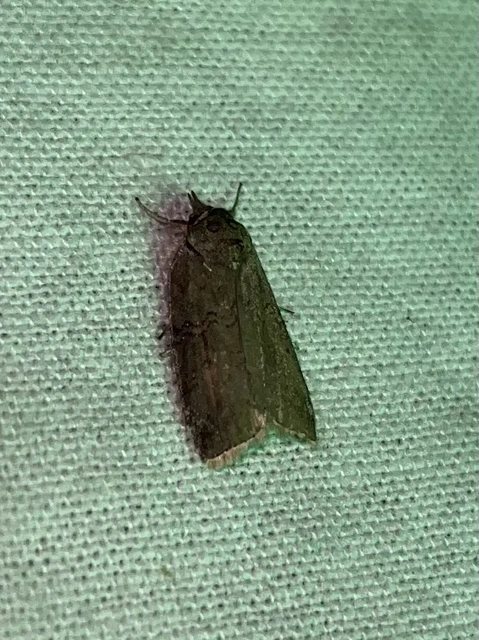 Nycteola asiatica - nyárfa-trapézbagoly