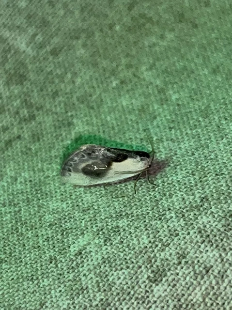 Cilix glaucata - törpe sarlósszövő