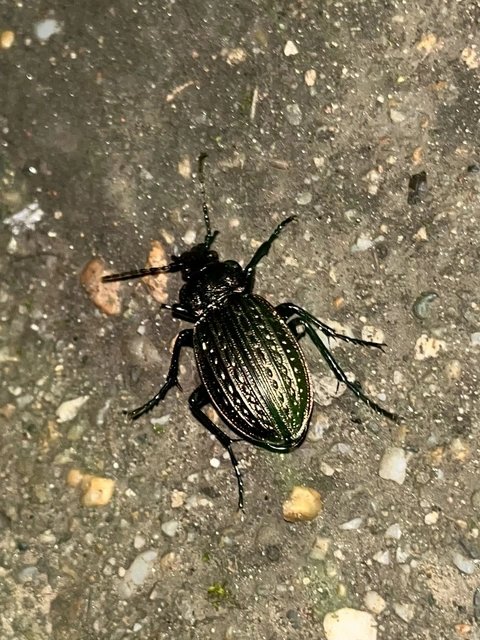 Carabus ulrichii - rezes futrinka Carabus ulrichii - rezes futrinka