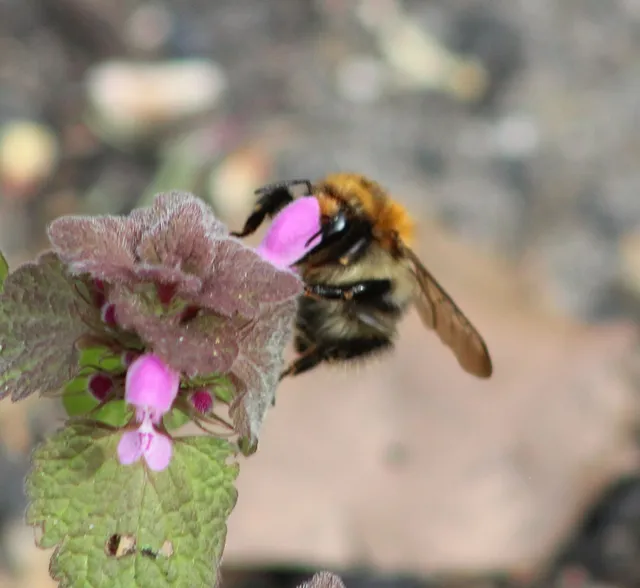 Bombus pascuorum - mezei poszméh