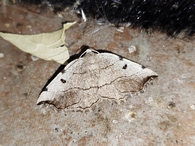 Eilicrinia trinotata - háromjegyű araszoló