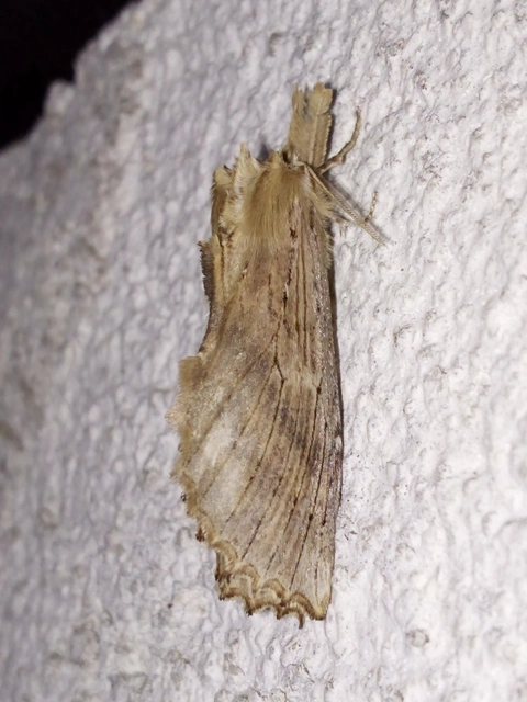 Pterostoma palpina - csőrös púposszövő