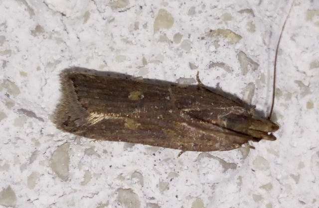 Helcystogramma triannulella - szuláksodró lápimoly
