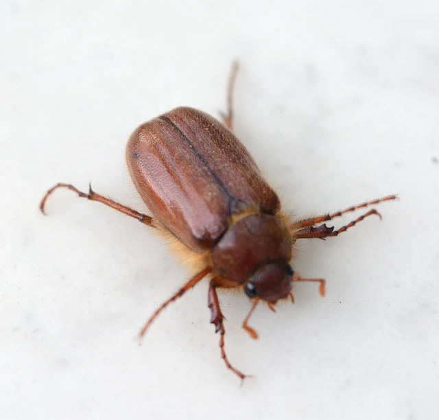 Holochelus vernus - tavaszi cserebogár