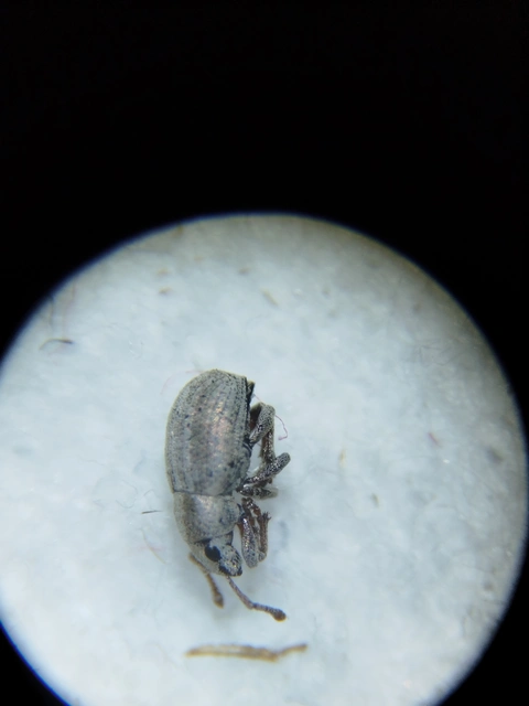 Centricnemus leucogrammus - kis kendermagbogár Centricnemus leucogrammus - kis kendermagbogár