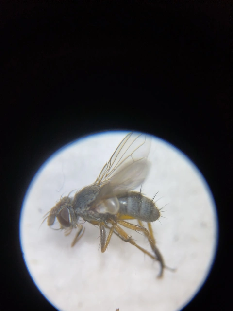 Tachinidae - fürkészlegyek