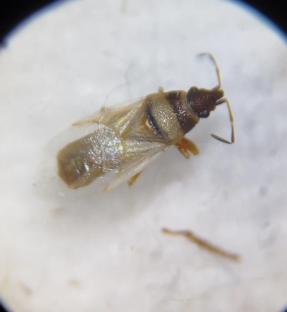 Oxycarenus pallens - fakó bodobács
