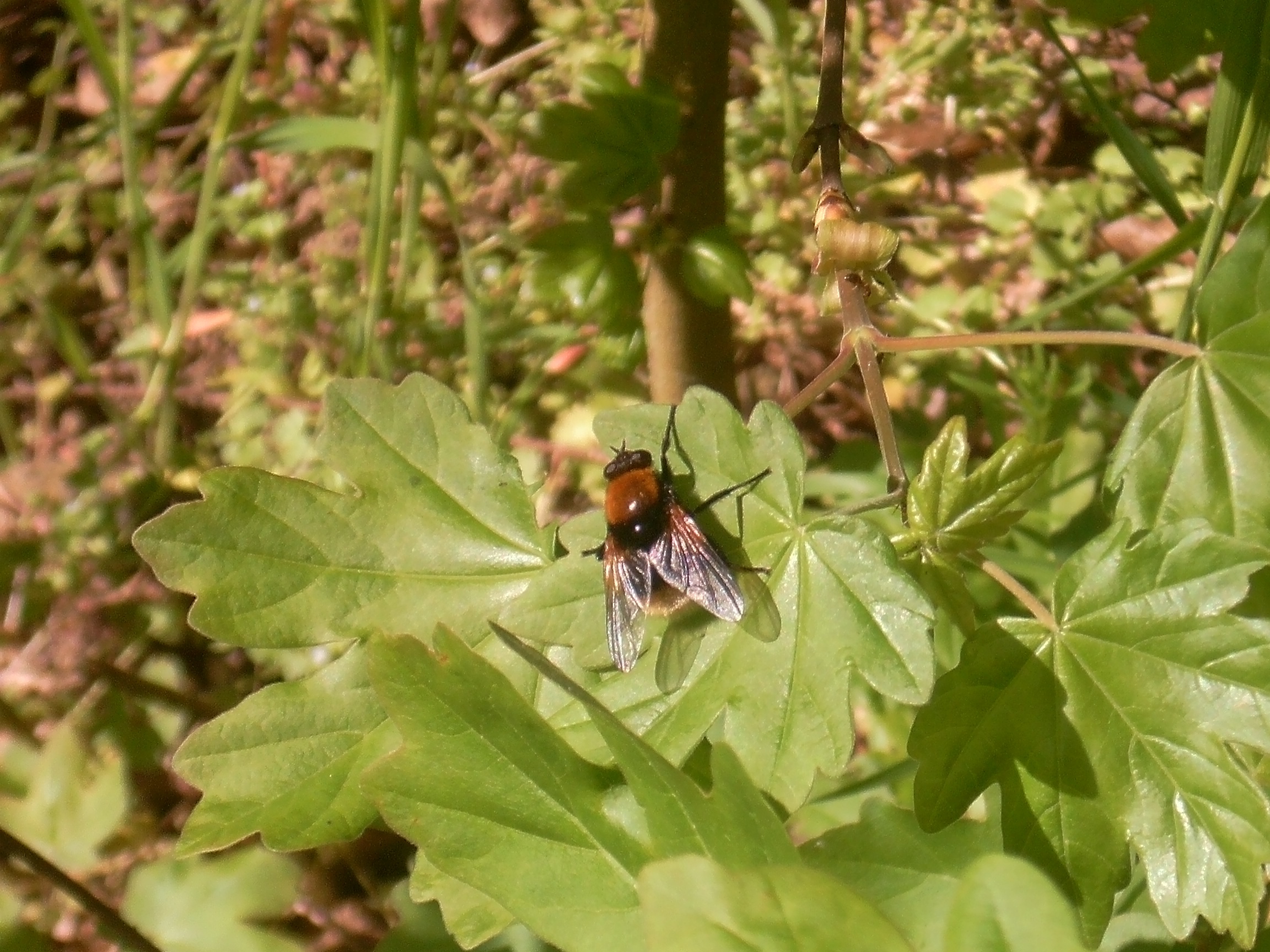 Mesembrina mystacea