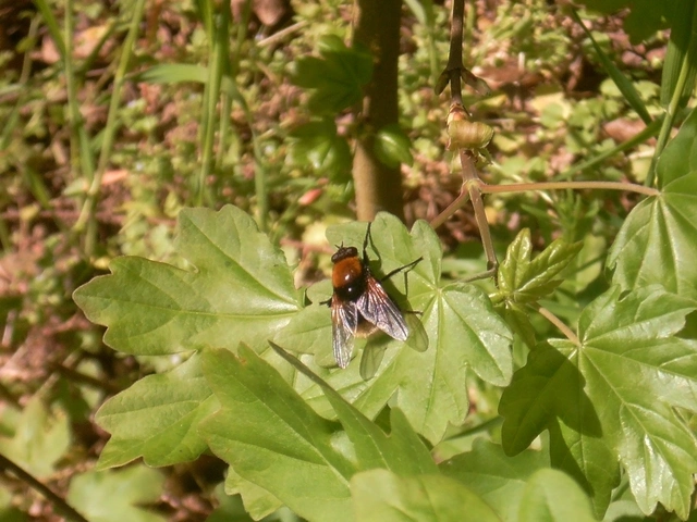 Mesembrina mystacea