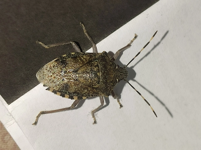 Rhaphigaster nebulosa - bencepoloska