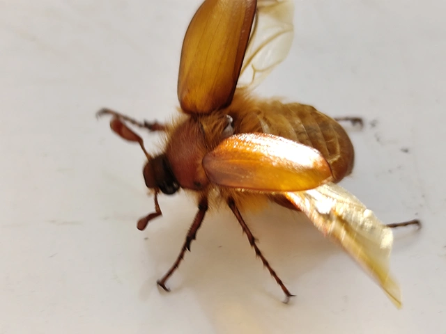 Holochelus aequinoctialis - tavaszeleji cserebogár