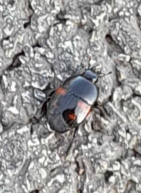 Hister quadrimaculatus - közönséges sutabogár