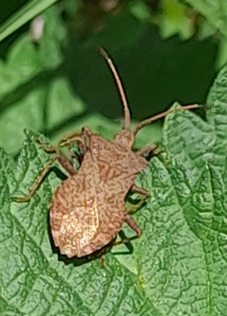 Coreus marginatus - közönséges karimáspoloska
