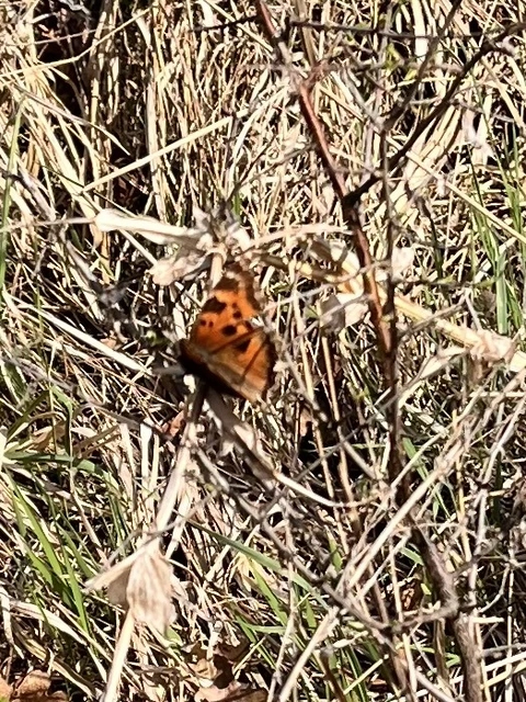 Nymphalis xanthomelas - vörös rókalepke