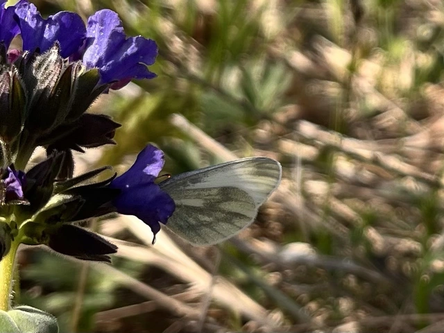 Leptidea sinapis - mustárlepke