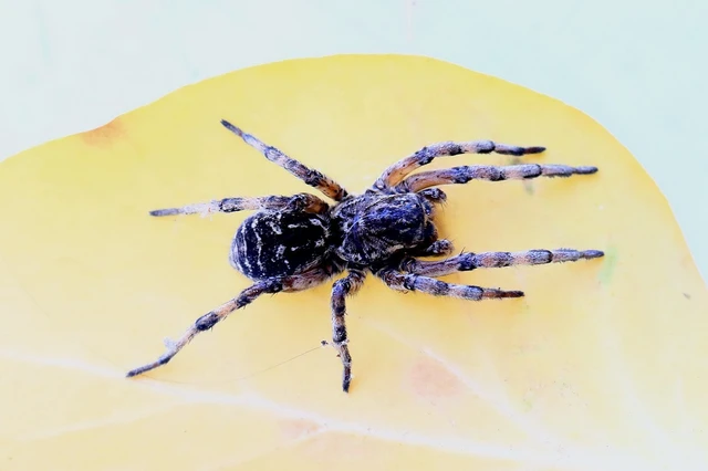 Araneae - Pókok