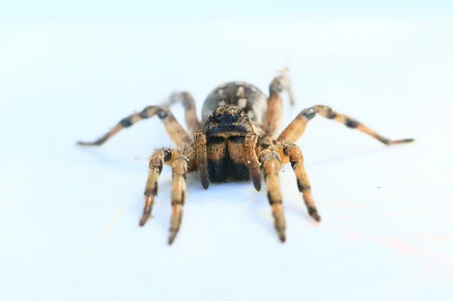 Araneae - Pókok