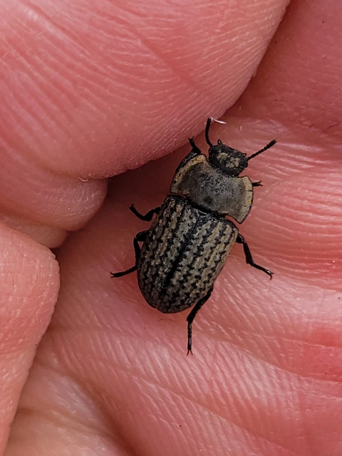 Opatrum sabulosum - sároshátú gyászbogár