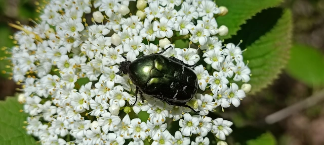 Protaetia cuprea obscura - olajzöld virágbogár