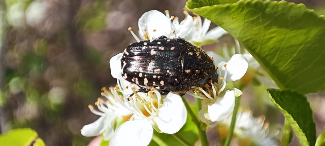 Oxythyrea funesta - sokpettyes virágbogár