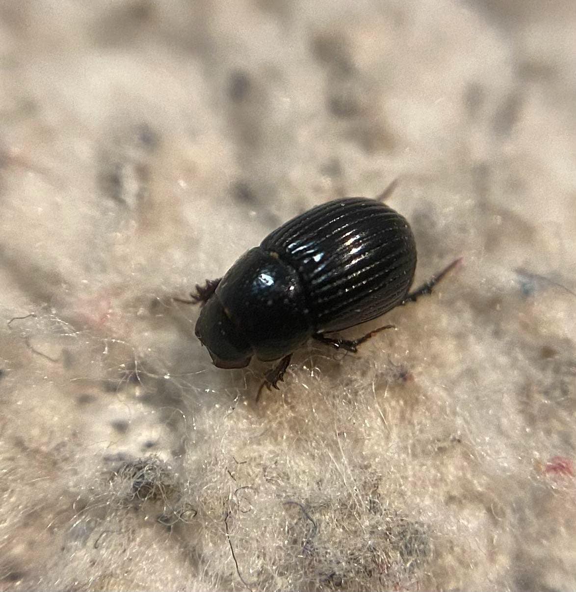 Aphodius brevis - zömök trágyabogár